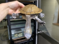 クリックで拡大画像表示
