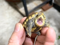 クリックで拡大画像表示