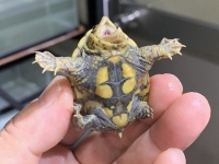 クリックで拡大画像表示