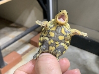クリックで拡大画像表示
