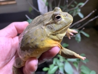 クリックで拡大画像表示