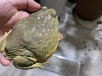 クリックで拡大画像表示