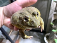 クリックで拡大画像表示