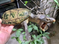 クリックで拡大画像表示