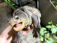 クリックで拡大画像表示