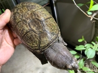 クリックで拡大画像表示