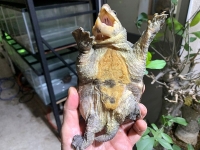クリックで拡大画像表示