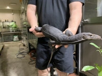 クリックで拡大画像表示