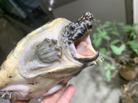 クリックで拡大画像表示