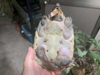 クリックで拡大画像表示