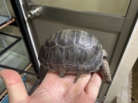 クリックで拡大画像表示