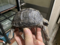 クリックで拡大画像表示