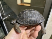 クリックで拡大画像表示