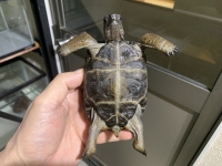 クリックで拡大画像表示