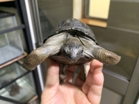 クリックで拡大画像表示