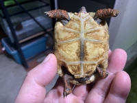 クリックで拡大画像表示