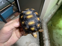 クリックで拡大画像表示