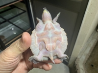 クリックで拡大画像表示