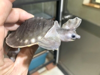 クリックで拡大画像表示