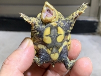 クリックで拡大画像表示