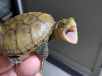 クリックで拡大画像表示