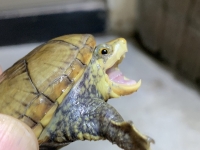 クリックで拡大画像表示