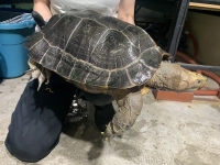 クリックで拡大画像表示