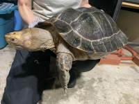 クリックで拡大画像表示