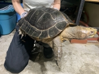 クリックで拡大画像表示