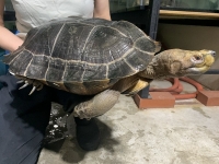 クリックで拡大画像表示