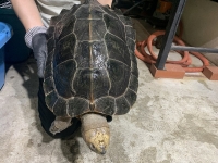 クリックで拡大画像表示