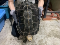 クリックで拡大画像表示