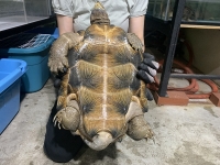 クリックで拡大画像表示