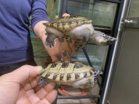 クリックで拡大画像表示