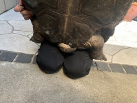 クリックで拡大画像表示