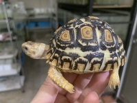 クリックで拡大画像表示