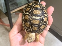 クリックで拡大画像表示