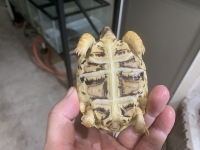クリックで拡大画像表示