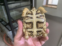クリックで拡大画像表示