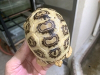 クリックで拡大画像表示