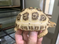 クリックで拡大画像表示