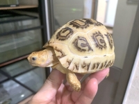 クリックで拡大画像表示
