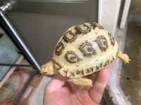 クリックで拡大画像表示
