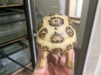クリックで拡大画像表示