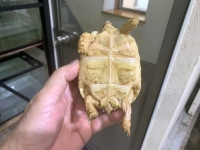 クリックで拡大画像表示
