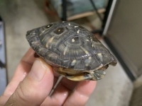 クリックで拡大画像表示