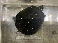 クリックで拡大画像表示