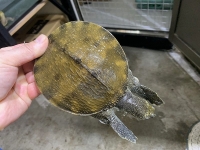 クリックで拡大画像表示