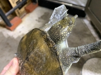 クリックで拡大画像表示