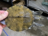 クリックで拡大画像表示